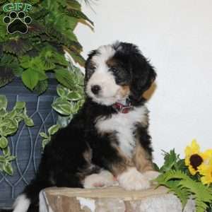 Skye, Bernedoodle Puppy